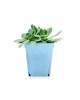 House Plant Sample 7